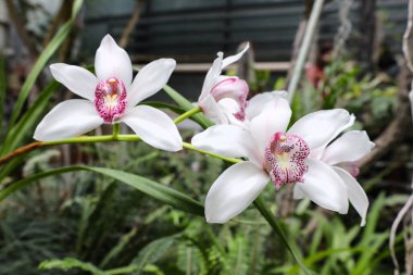 Bahçede doğal arka planı olan güzel beyaz falaenopsis orkide çiçeğinin yakın çekimi. Phalaenopsis amabilis mor güve orkidelerinin seçici odak noktası. Çiçekli ev bitkileri.