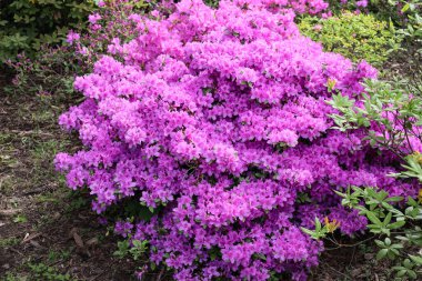 Azalea çalılığı çiçek açıyor. Canlı pembe çiçekler, ilkbaharda doğada güzellik. Güzel bir Azalea çalısı tam çiçeklerle, mor çiçeklerle, bir orman bahçesinde