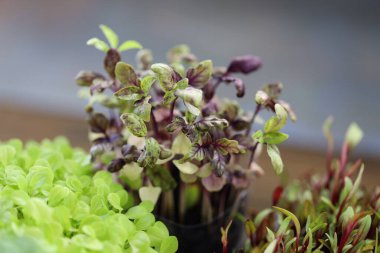 Küçük fesleğen filizleri. Evde fesleğen yetiştirmek. Sebze yetiştirmek, evde mikro sebzeler, tohumlardan fesleğen filizleri. Ev yapımı organik tarım.