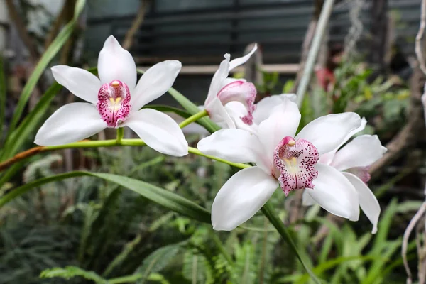 Închiderea Frumoasei Flori Orhidee Falaenopsis Alb Fundal Natural Grădină Focus — Fotografie, imagine de stoc