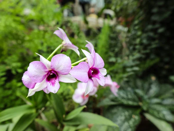 Bahçede doğal arka planı olan güzel pembe falaenopsis orkide çiçeğinin yakın çekimi. Çiçekli ev bitkileri. Mor güve orkidelerinin seçici odağı Phalaenopsis amabilis