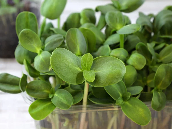 Sunflower Microgreens Close Young Green Sprouts Sunflower Seeds Growing Microgreens — Stock Photo, Image
