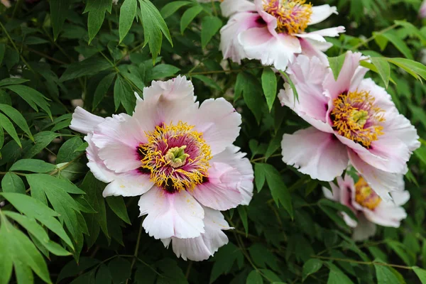 stock image Blooming bush of White Paeonia suffruticosa in the botanical garden close up. Tree peony in park. Head of a pale pink peony flower. Natural green background. Beautiful large white flowers.