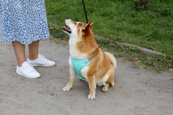 Японська Акіта Велика Порода Собак Собака Чекає Подарунок Від Свого Стокове Зображення