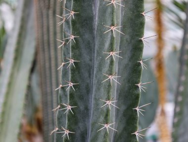 Dikenli yeşil kaktüs gövdesi. Botanik bahçesinde. Kapalı alanda kaktüs yetiştirmek. dikenli