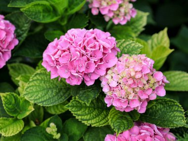 Çalılıklarda parlak, güzel pembe ortancalar var. Bir ortanca çalısının çiçek açması. Parlak yaz çiçeği. Doğal arka plan. Bahçede büyüyen pembe ortancalar. 