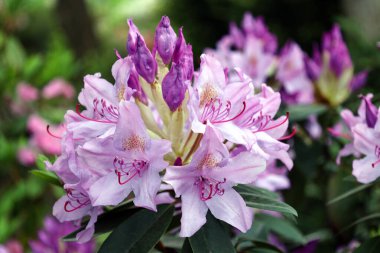 Pasifik rhododendronu (Rhododendron makrophyllum), rhododendron parkında çiçek açma zamanıdır. Rododendron çiçeğinin başları tamamen çiçek açmış. Büyük leylak çiçekleri kapanıyor