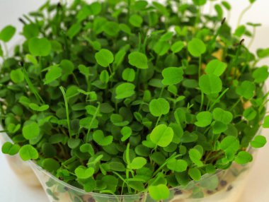 Yonca mikroyeşil yakın çekim. Bir seranın içinde büyüyen Yenilebilir Yonga Mikroyeşil Bitkileri. Çevresel vejetaryen sağlıklı yaşam tarzı biyolojik afişi. Yeşil doğal arka plan dokusu. Amino Acids vitaminleri