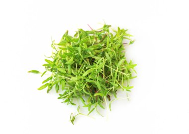 Beyaz arka plan manzaralı Amaranth yeşili bir mikroyeşil. Pencere bahçemde büyüyen mikro yeşil çıkıntılar. Sağlıklı bir diyet, büyüyen mikro yeşiller. Süper yemek..