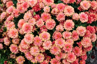 Açık pembe somon kasımpatıları bir parkta çiçek tarhında çiçek açar. Bahçe arka planında sonbahar kasımpatı çiçekleri. Güzel, parlak sonbahar çiçekleri üst görünüm.