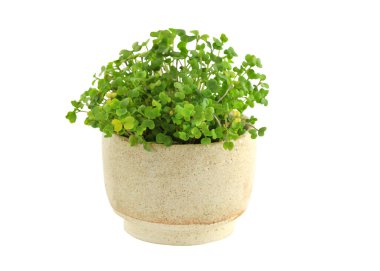 Beyaz arka planda seramik bir fincanda yeşil brokoli filizleniyor. Genç filizler yaklaşıyor. Evde yetişen brokoli mikroçerezleri izole edilmiş. sağlıklı beslenme konsepti. Organik yiyecekler. Mikro-yeşil filizler