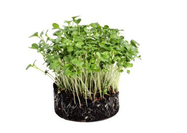 Yerde taze yeşil brokoli filizleri var. Beyaz arka planda genç yeşil lahanaların yakın çekimi. Evde mikroyeşillik yetiştiren brokoli. sağlıklı yeme kavramı.