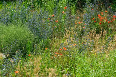 Parlak kır çiçekleri yaz arkaplanı. Yazın bir tarlada mavi ve kırmızı çiçekler. Çiçek tarlasında bir sürü parlak gelincik var. Güneşli bir günde arılarla dolu bir çayır.. 