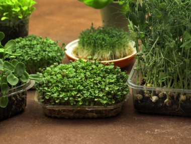 Evde mikroçim yetiştiriyorum. Küçük brokoli filizli küçük kaplar. Sağlıklı beslenme ve büyüyen yeşillik kavramı, şehir. Yeşil yaşam konsepti. Organik mikro sebze, fesleğen.