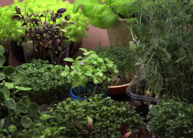 Evde mikroçim yetiştiriyorum. Küçük brokoli filizli küçük kaplar. Sağlıklı beslenme ve büyüyen yeşillik kavramı, şehir. Yeşil yaşam konsepti. Organik mikro sebze, fesleğen.