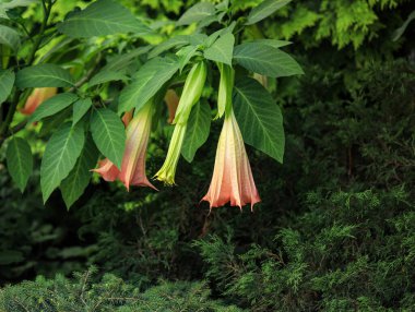 Brugmansia meleklere trompet ya da Datura çiçeği adını verdi. Tropik Brugmansia Candida Grand Marnier çiçeği. Melekler Trompet Çiçekleri