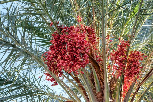 Date tree against the blue sky, red dates are hanging on the palm tree bottom view. Harvesting. Palm trees with ripe dates