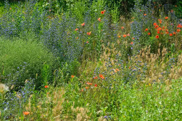 Parlak kır çiçekleri yaz arkaplanı. Yazın bir tarlada mavi ve kırmızı çiçekler. Çiçek tarlasında bir sürü parlak gelincik var. Güneşli bir günde arılarla dolu bir çayır.. 