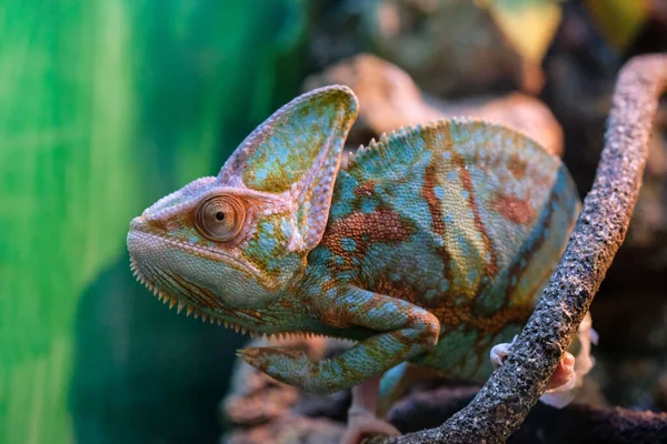 stock image green lizard Yemeni Chamaeleonidae on a branch Close up. handsome cute chameleon looking up holding his muzzle