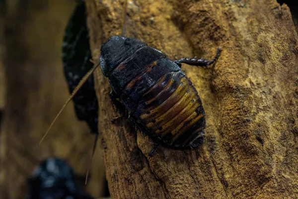 Madagaszkári Sziszegő Csótány Gromphadorhina Portentosa Más Néven Madagaszkári Óriás Csótány — Stock Fotó