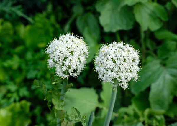 Kulovitá Květenství Cibule Během Období Květu Zblízka Černá Cibulová Semínka — Stock fotografie