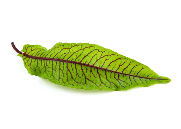 Red Veined Sorrel Top View Fresh Micro Green Sorrel Leaves — Stockfoto