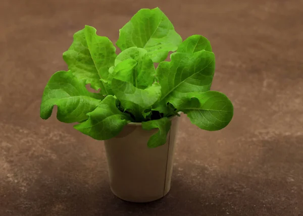Lettuce grown in a paper cup at home. A bunch of greens Or Green lettuce leaves. Organic Farm Products. Growing microgreens at home