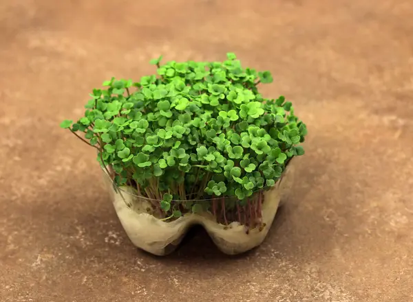 Green broccoli sprouts in a ceramic cup on a brown background. Young sprouts close up. Growing broccoli microgreens at home. healthy eating concept. Organic food. Micro-green sprouts