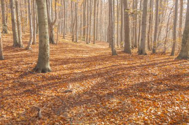 Poland, Europe, Central Europe, Malopolska, Beskidy Mountains, common beech forest after leafdrop in the autumn, sunlit clipart