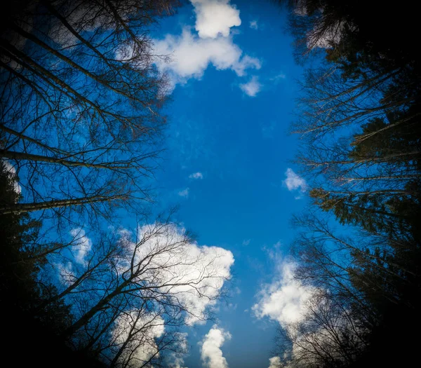 Глубоко Лесу Небо Между Верхушками Деревьев — стоковое фото