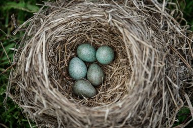 Yeşil mavi yumurtalı ardıç kuşu yuvası