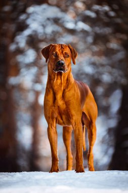 Güzel, karlı kış ormanı manzarasında duran sevimli rodezyalı gergedan köpeği.
