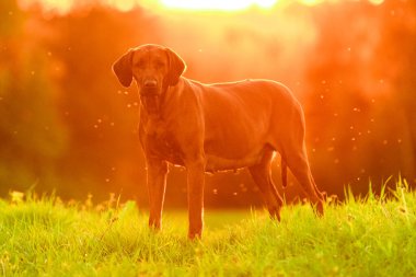 Gebe rodezyalı gergedan köpek gün batımında doğada duruyor.
