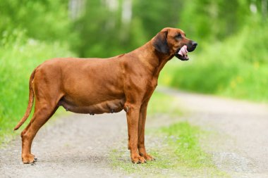 Hamile rodezya köpeği yaz günü doğada duruyor.