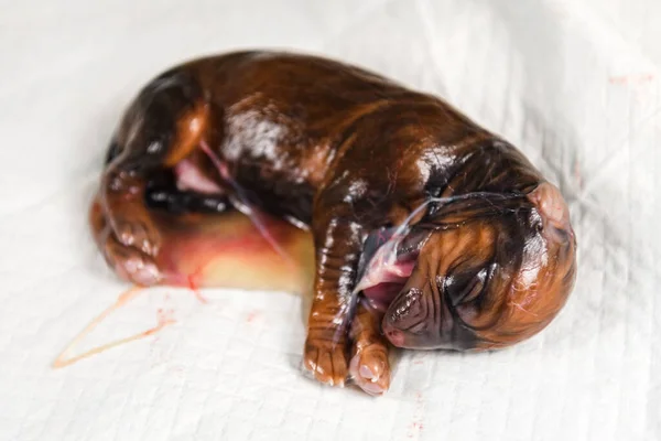Rhodesian ridgeback dog newborn puppy in amniotic sac just after giving birth