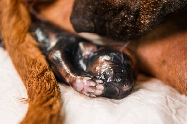 Rhodesian Ridgeback Hund Förlossning Nyfödd Valp Fostersäck Närbild Studio Skott — Stockfoto