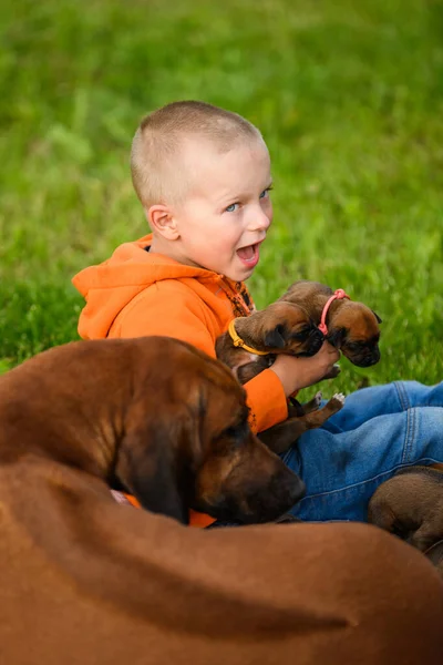Little boy sitting on green grass with rhodesian ridgeback newborn puppies and their dog mom holding one in hands