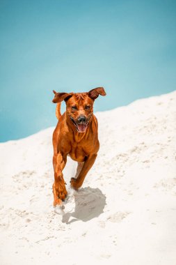Happy funny face rhodesian ridgeback dog having fun at the beach in white sand with blue sky background on summer sunny day, outdoor action