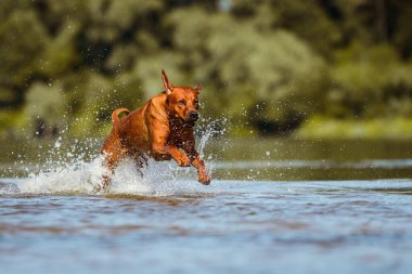 funny face happy rhodesian ridgeback dog having fun running jumping splashing in river water on beach on sunny summer day