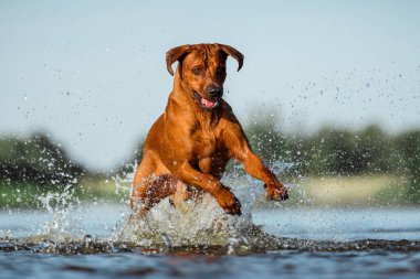 funny face happy rhodesian ridgeback dog having fun running jumping splashing in river water on beach on sunny summer day