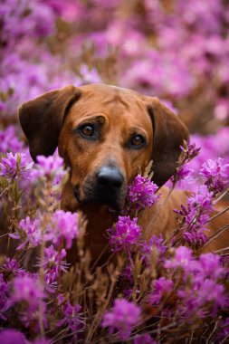 Adorable rhodesian ridgeback dog among blooming pink azaleas, close up portrait