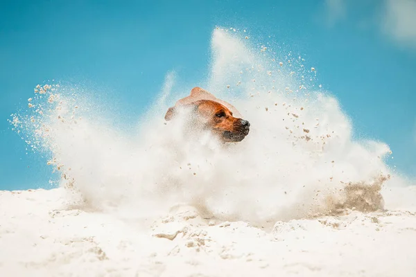 Happy Funny Face Rhodesian Ridgeback Dog Having Fun Beach White — Photo