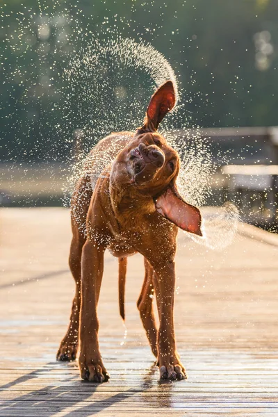 Funny Face Rhodesian Ridgeback Dog Shaking Water Swimming River Pond — Photo