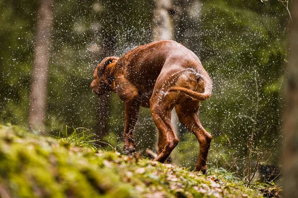 Funny Face Rhodesian Ridgeback Dog Shaking Water Swimming River Pond — Photo