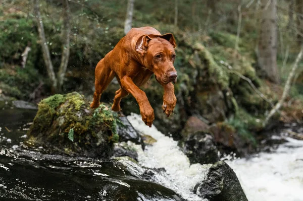 Rhodesian Ridgeback Dog Jumping High Waterfall One River Bank Another — Photo