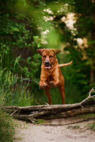 面白い顔ロデシアのリッジバック犬ジャンプオーバー倒木ログバリア夏の森の中で ロイヤリティフリーのストック画像