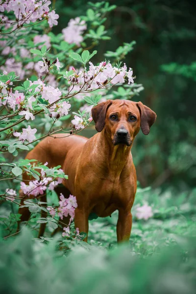 ピンクのシャクナゲの花の間で立って愛らしいシャクナゲのリッジバック犬 ロイヤリティフリーのストック写真