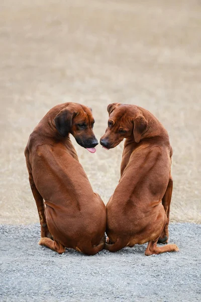 Two Purebed Rhodesian Ridgeback Dogs Male Female Couple Sitting Together Image En Vente