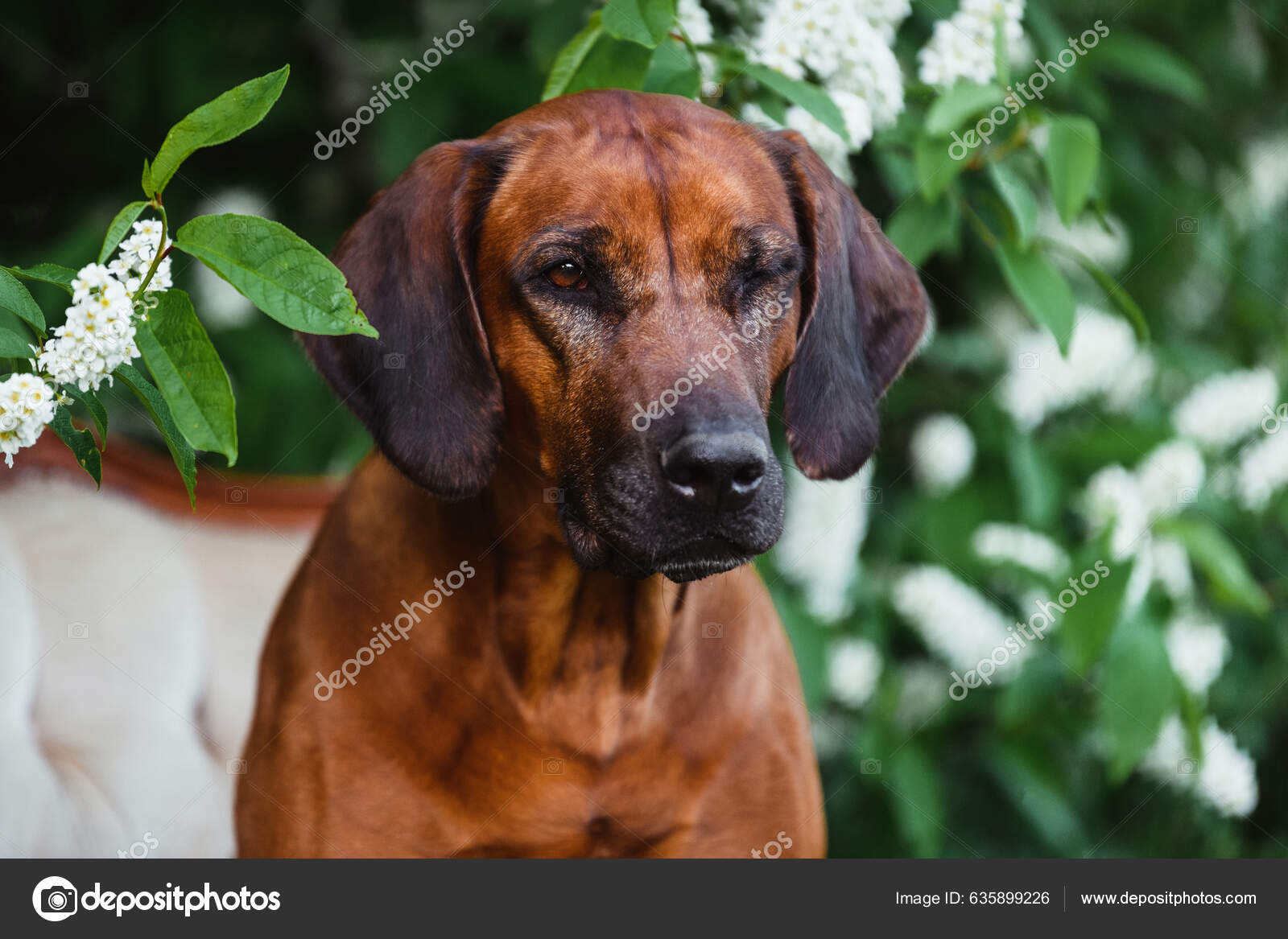 Rhodesisk Ridgeback Hund Gør Sjove Ansigtsudtryk Blinker Med Det Ene —  Stock-foto © olgagorovenko #635899226