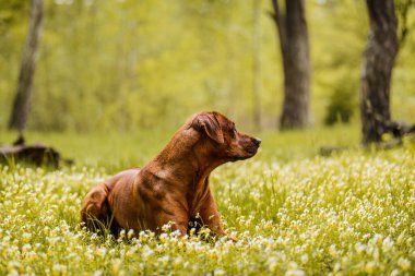 Beautiful rhodesian ridgeback dog watching something lying among flowers at spring summer forest location